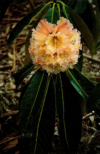 R. macabeanum hybrid