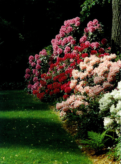 The Brooks garden, Concord, 
Massachusetts