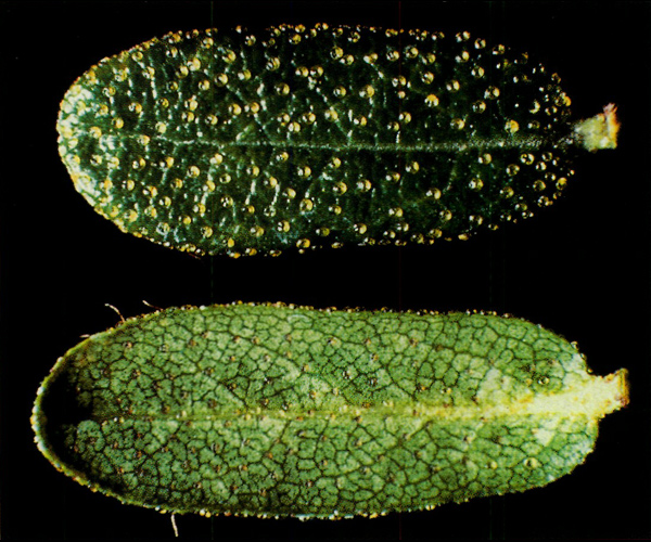 Upper and underside side
of mature new leaf of R. fragariflorum