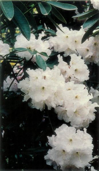 R. 'Lalique'