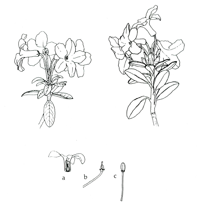 Fig. 1. Flowers of R. myrtifolium