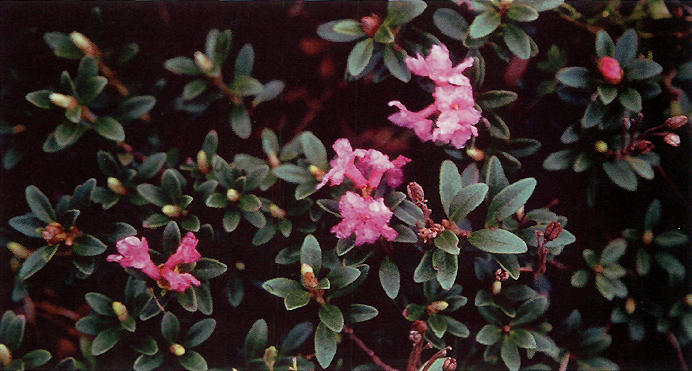 Fig. 2. R. myrtifolium