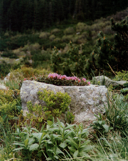 Sun-warmed rocks allow early 
blooming of R. myrtifolium
