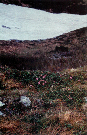 R. myrtifolium growing in 
the protection of rocks