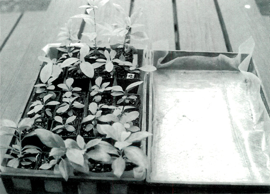 Rhododendron seedlings growing in plastic lined flats