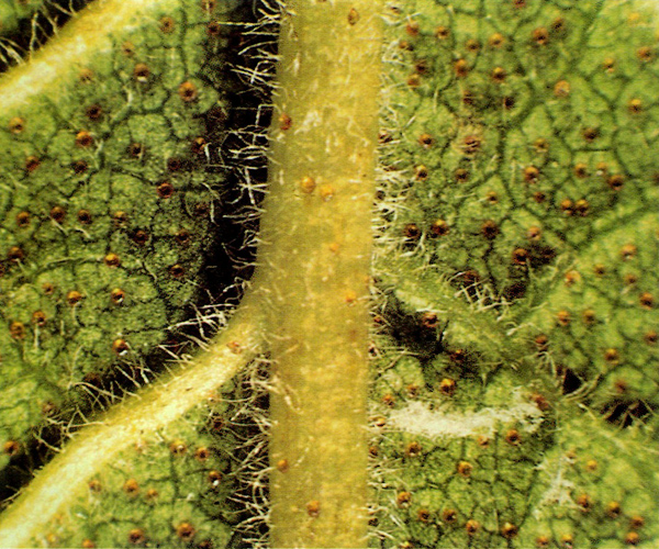 Underside of mature new leaf of 
R. spinuliferum var. spinuliferum
