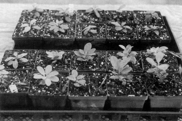 Flats with containers for convenient seedling 
portability