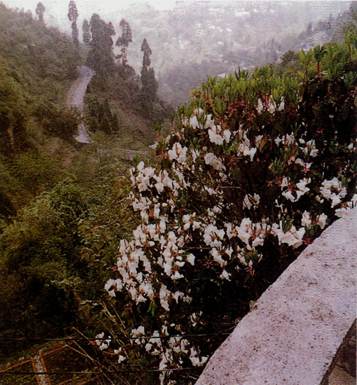 R. griffithianum in Darjeeling garden.