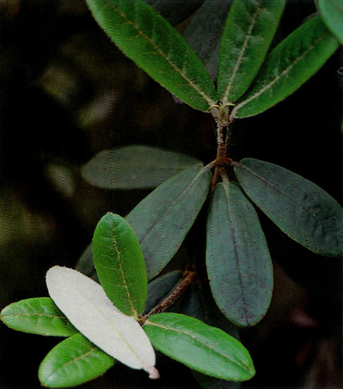 R. miniatum leaves
