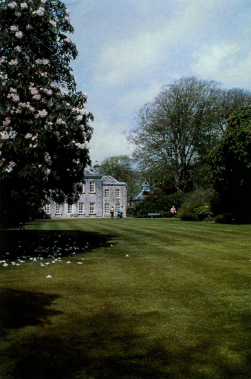 Manor house and lawn with a large R. arboreum 
at Trewithen.