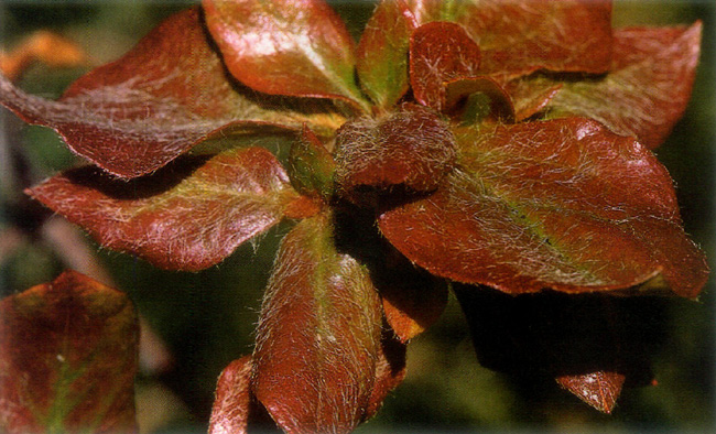 R. sanctum leaves