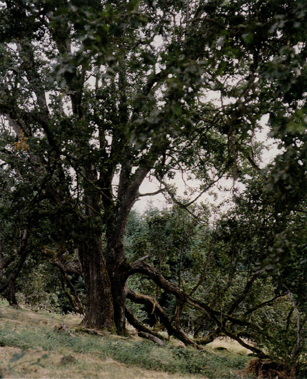 A 450-year-old oak tree