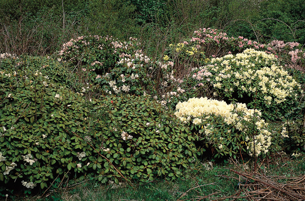 Rhododendrons in Steele's Bayport
Plant Farm