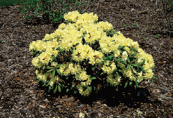 A promising new dwarf yellow rhododendron