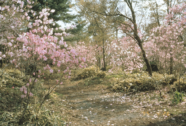 Rhododendron pentaphyllum