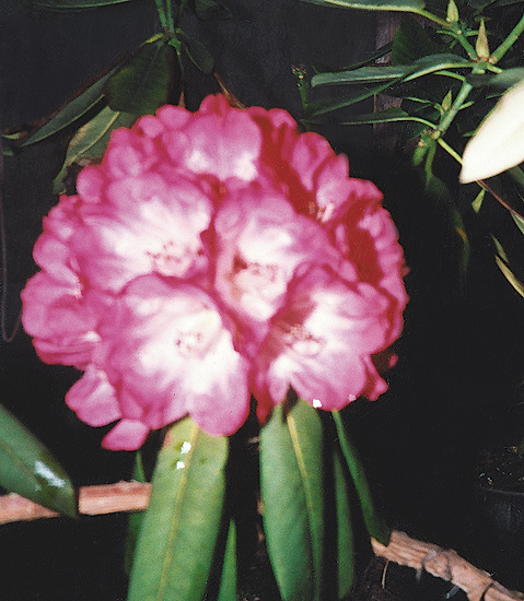 ([R. arboreum x R. degronianum ssp. yakushimanum]
x ['Red Majesty' x R. arboreum]#2)