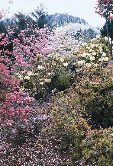Red, pink and white dogwoods with R.
'Crest' (yellow) and azalea 'Rosebud'