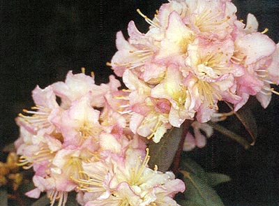 R. 'Mary Fleming'