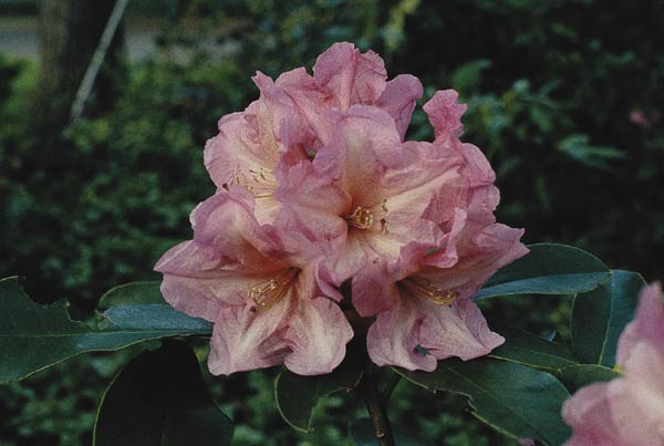Fig. 1. ('Mary Belle' x 'Percy Wiseman')