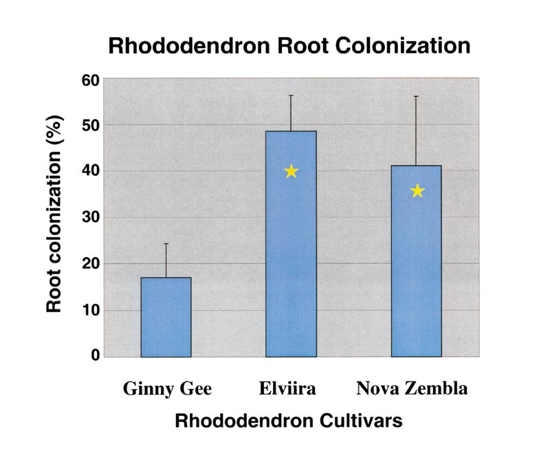 Figure 3. Rhododendron root colonization.
