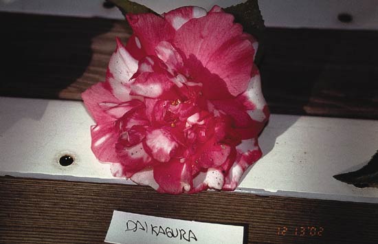 C. 'Daikagura'