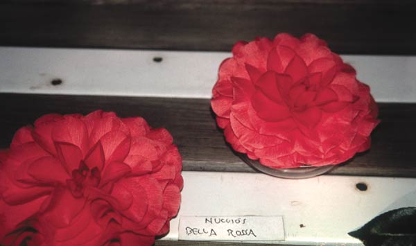 C. 'Nuccio's Bella Rossa'