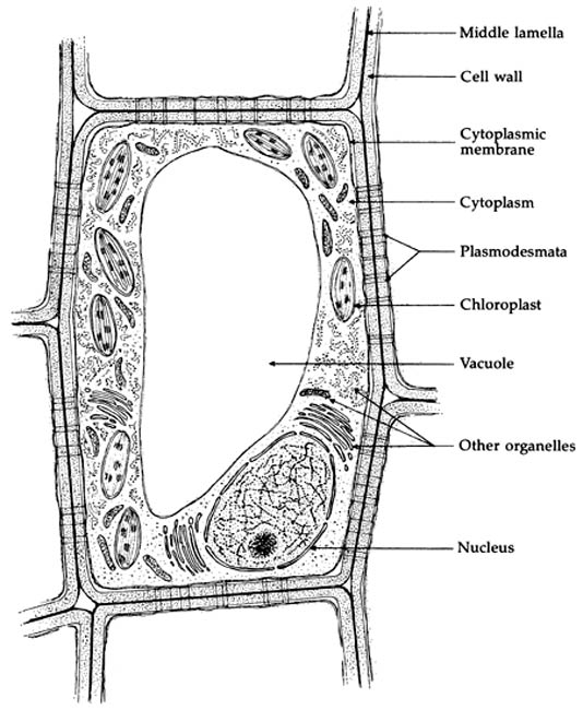 Figure 1. Details of a plant cell