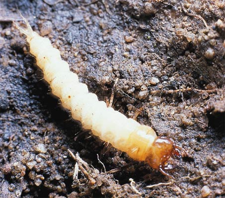 carabid larva (unknown species)