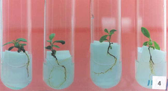 Root induction from the isolated shoots
of R. maddenii