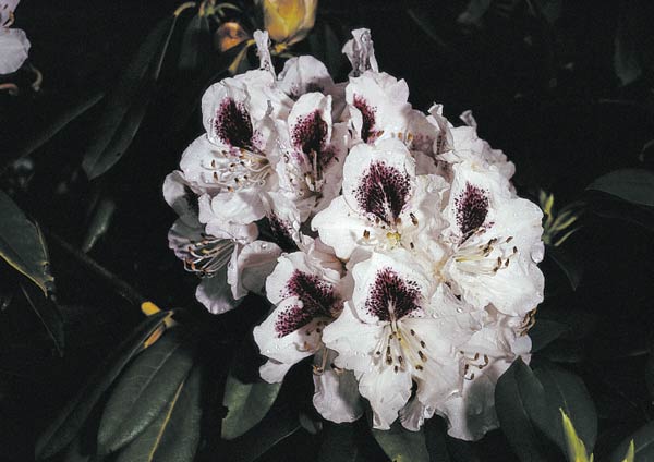 Rhododendron 'Sappho'