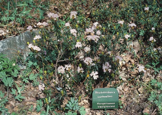 Ledodendron x vanhoeffeni