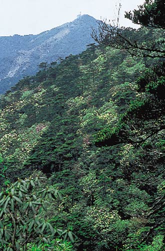Cangshan forest 
with R. lacteum