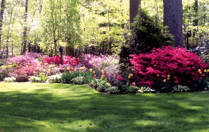 Azaleas in the garden of Glenn and 
Nancy Thompson