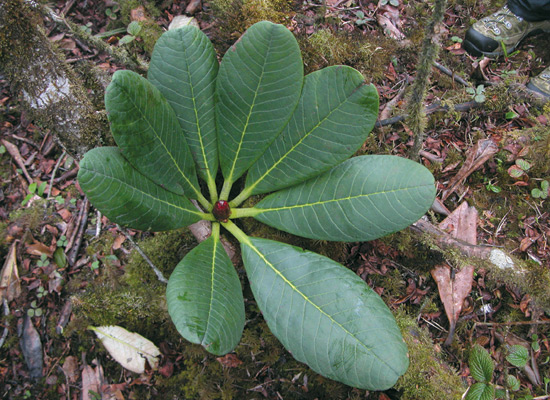 Rhododendron basilicum top of leaves