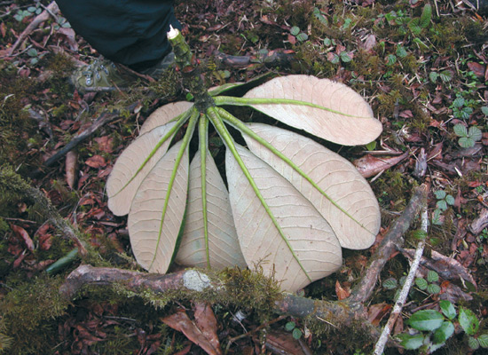 Rhododendron basilicum bottom of leaves