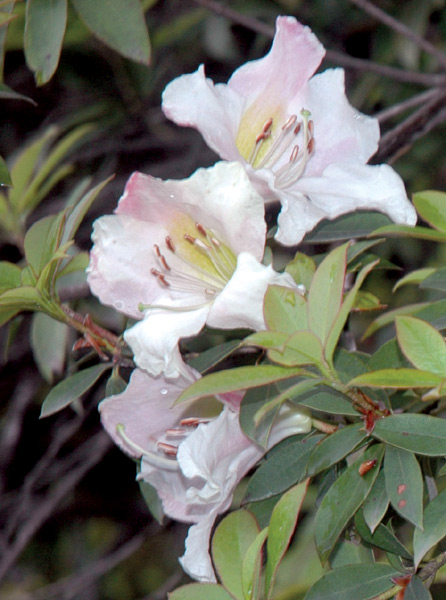 Rhododendron pseudociliipes
