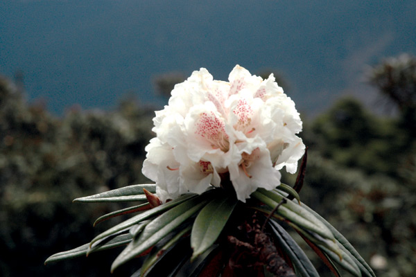 Rhododendron roxieanum truss