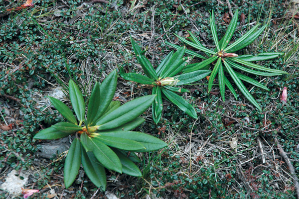 Rhododendron roxieanum leaves