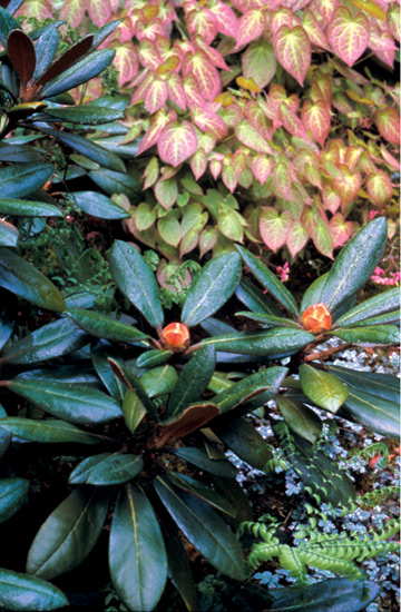 Rhododendron 'Cinnamon Bear' in bud