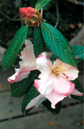 Rhododendron 'Else Frye' as bonsai