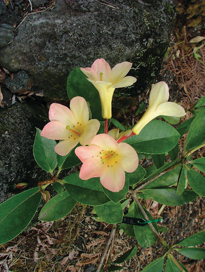 R. pleianthum