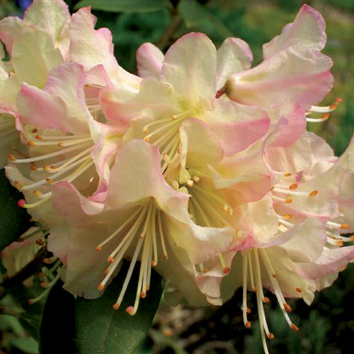R. 'Mary Fleming'