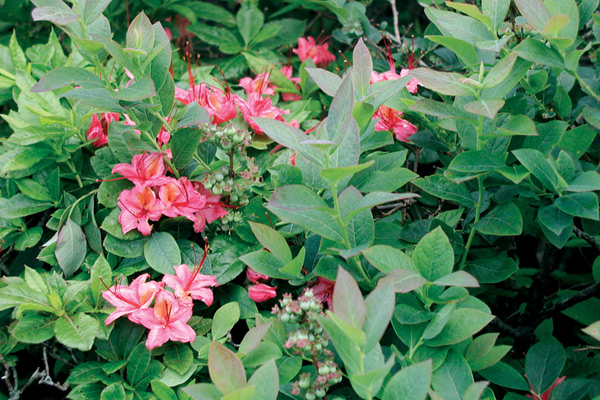 Pink azaleas and blueberries on 
Gregory Bald