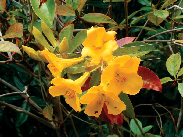 Rhododendron laetum