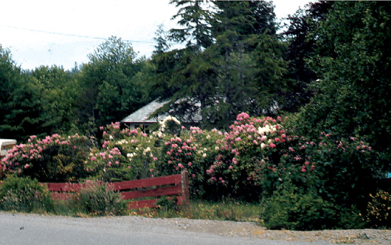 Rhododendrons at George Fraser's home 
in Ucluelet, BC.