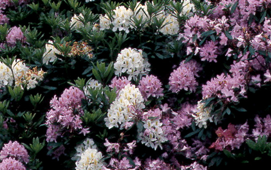 Closeup view of hybrids from George 
Fraser's old nursery.