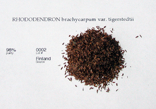 R. brachycarpum var. tigerstedtii 
seed