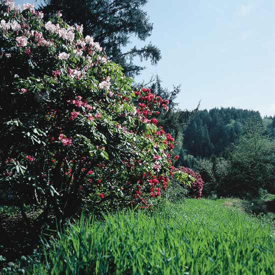 View down a line of 
blooming rhododendrons. Hinsdale Estate