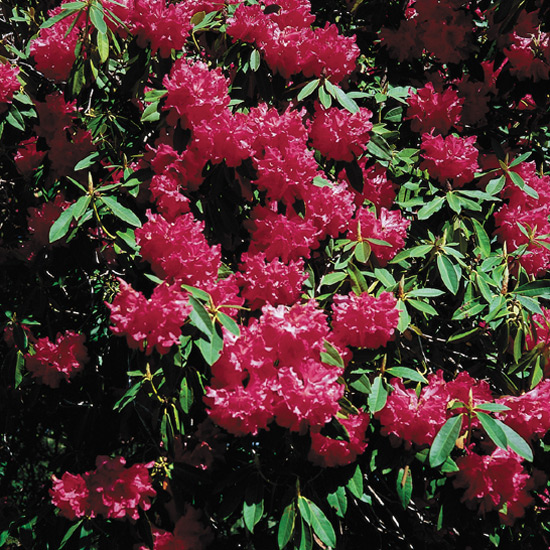 Unknown rhododendron 
in bloom.