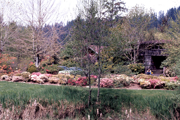 View of house and 
blooming rhododendrons